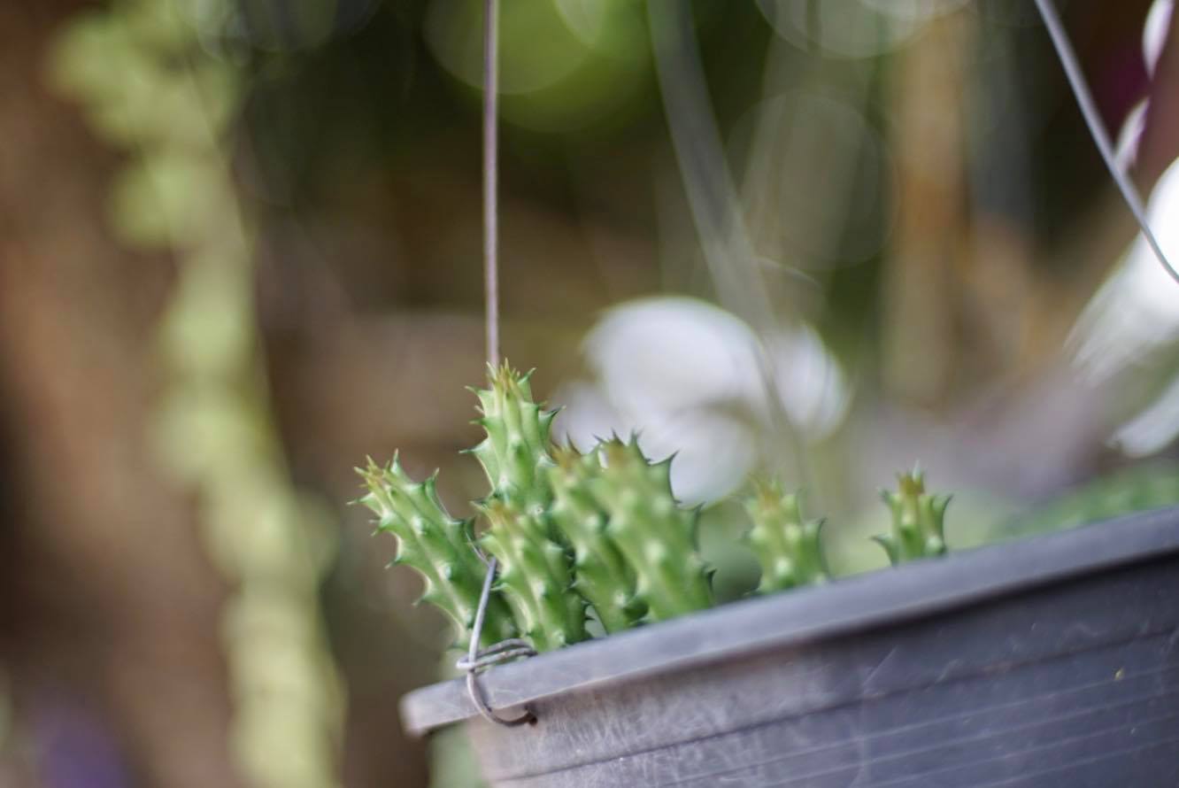 NIKON NIKKOR 50MM.F1.4 AI MOUNT