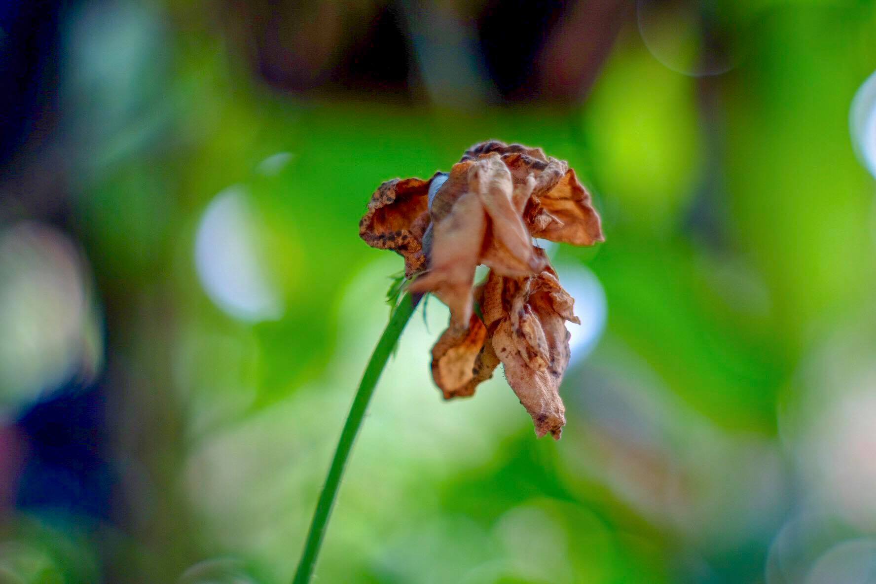 SMC PENTAX-M 50MM.F2