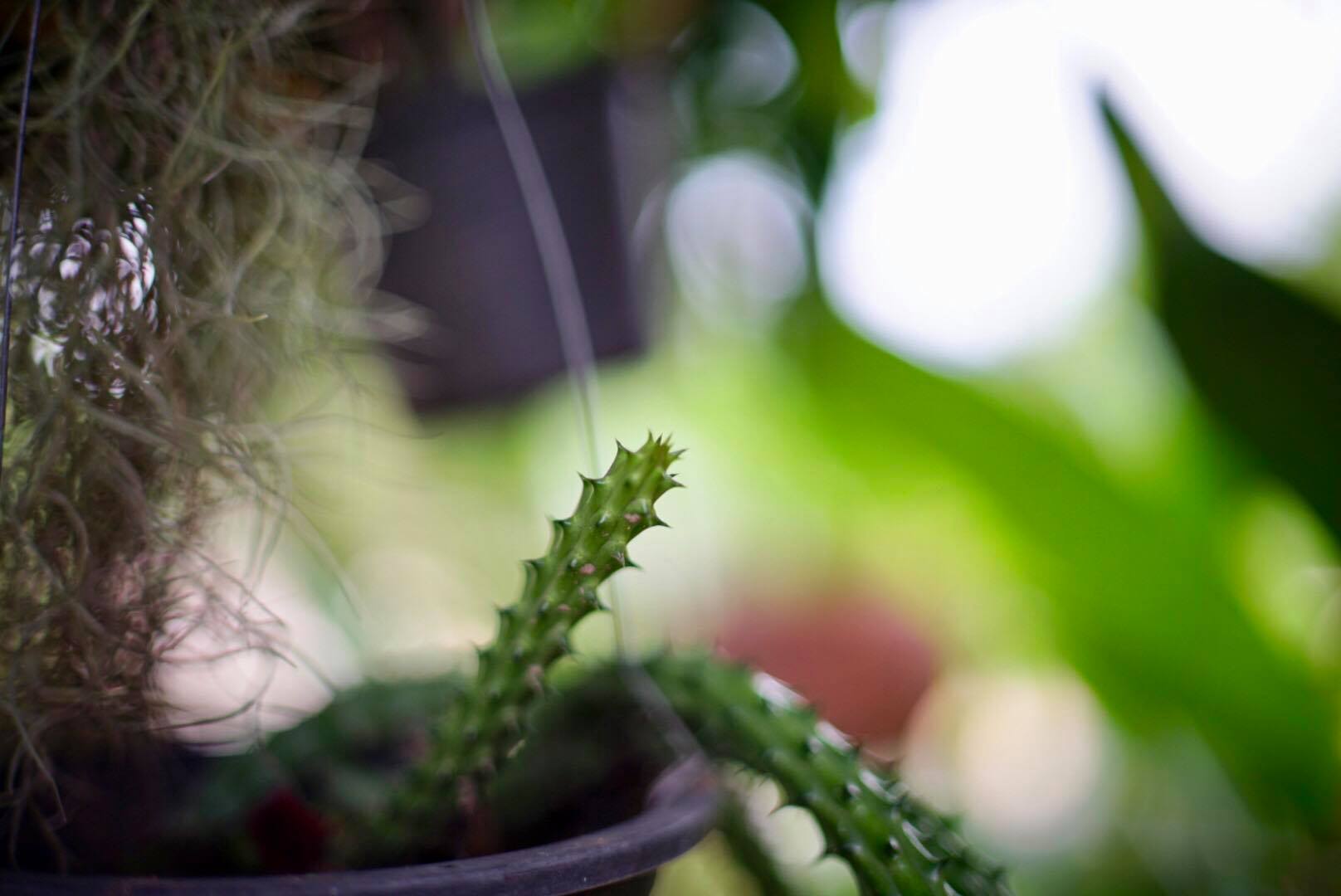 CANON LENS FD 50MM.F1.4 S.S.C. FD MOUNT