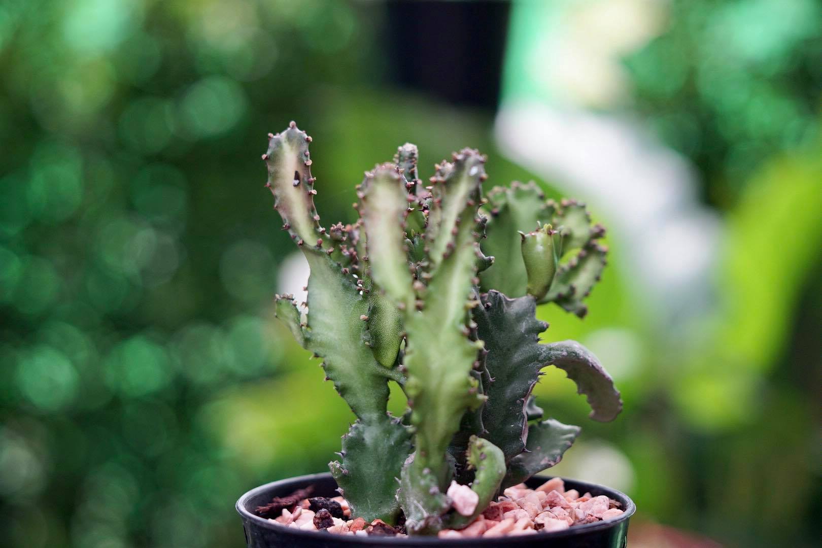 NIKON EL 50MM.F2.8 FOR SONY E MOUNT
