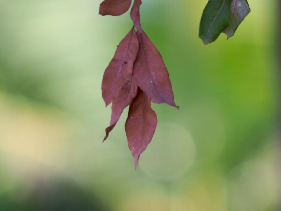 MINOLTA MC TELE ROKKOR-PE 200MM. F4.5