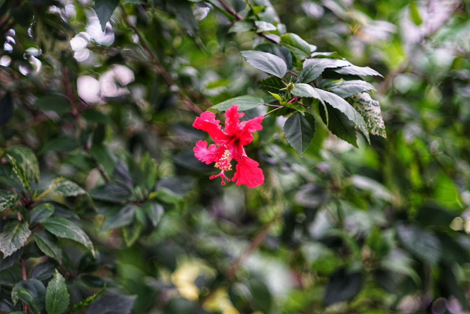 KONICA HEXANON 45MM.F1.8 MODIFIED M39 MOUNT