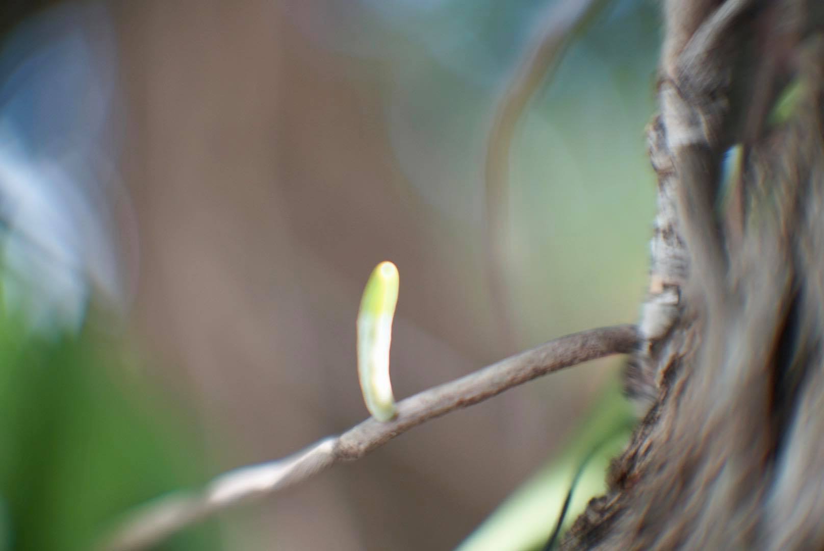 16KP-50MM.F1.2 MODIFY SONY E MOUNT