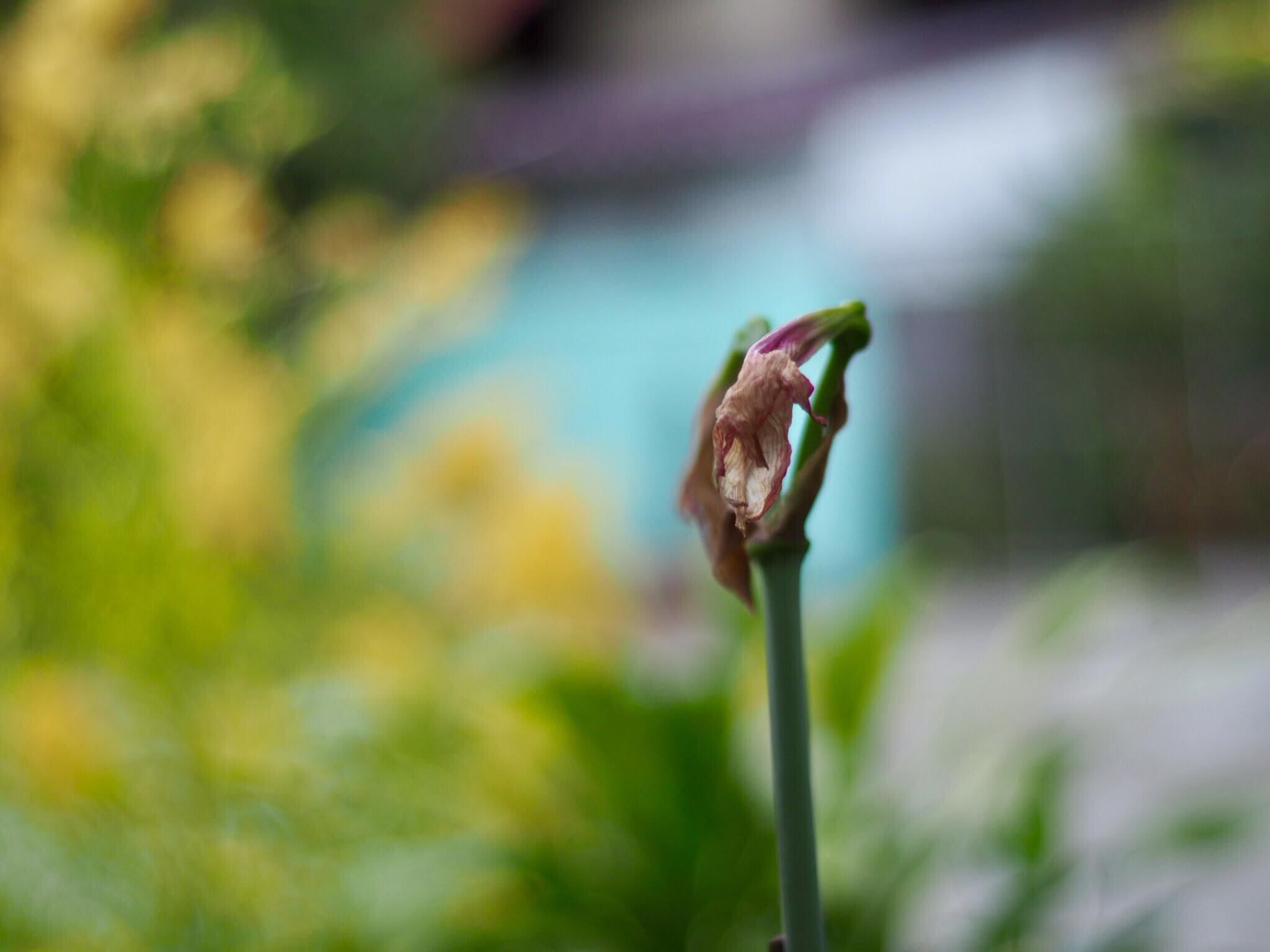 AUTO-TAKUMAR 55MM.F2 M42 MOUNT