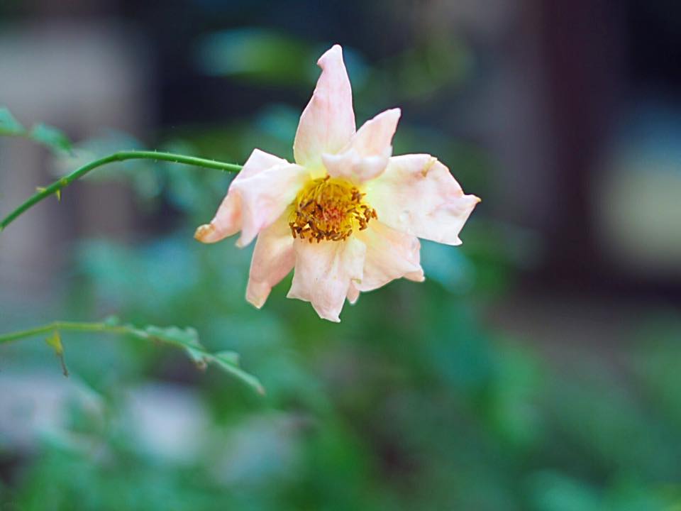 MINOLTA AUTO ROKKOR-PF 55MM.F1.8 MD MOUNT