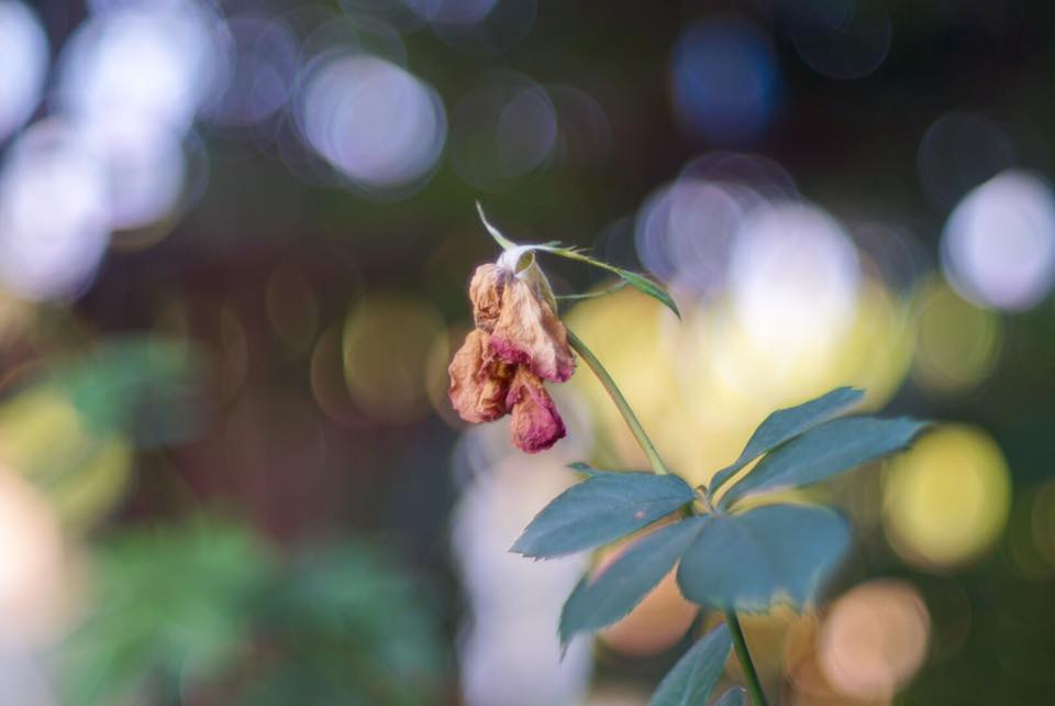 SMC PENTAX-A 50 MM. F1.4 PK MOUNT