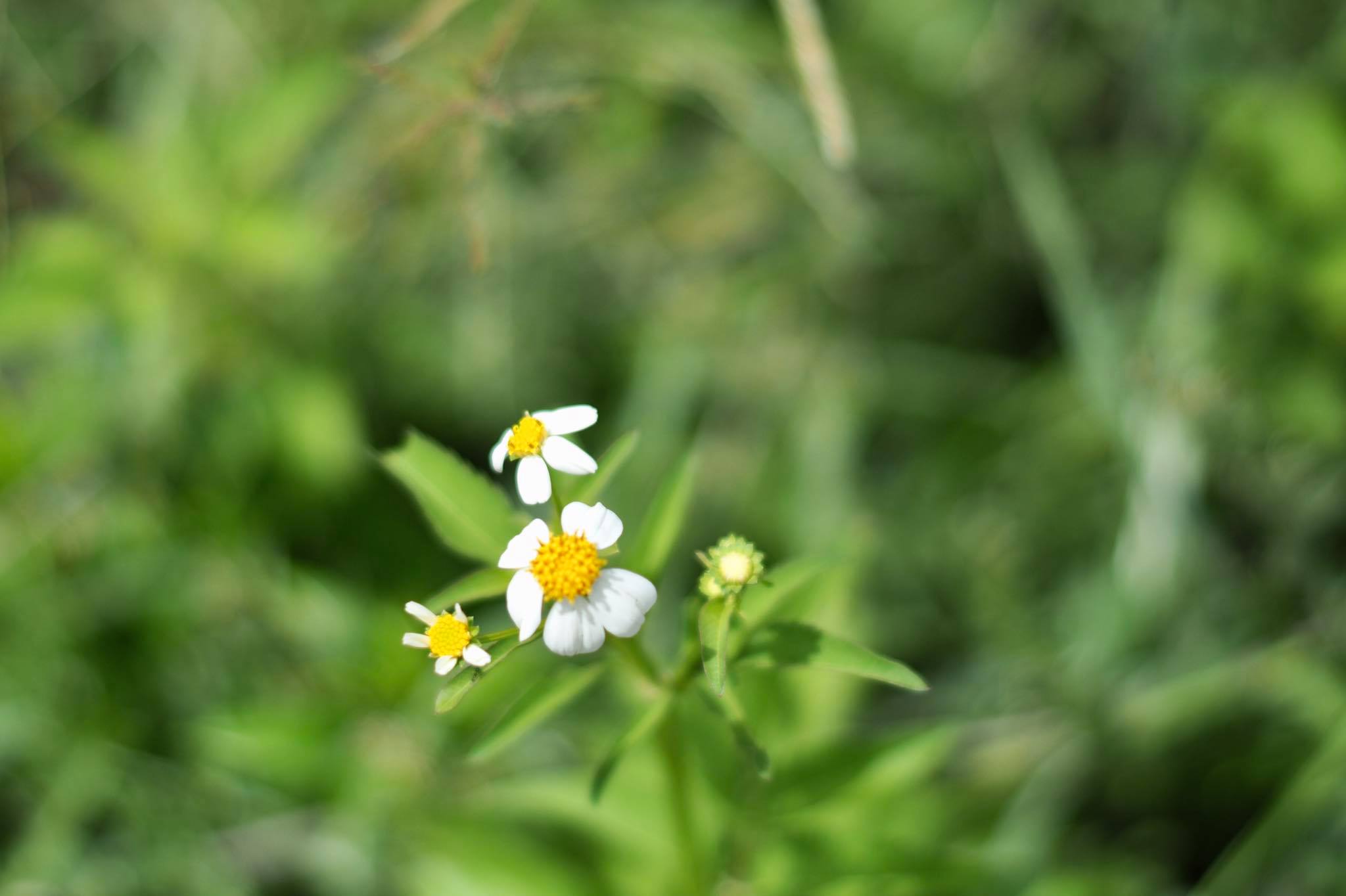 MINOLTA AUTO ROKKOR-PF 55MM.F1.8