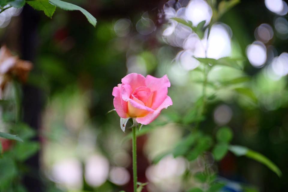 SUPER-TAKUMAR 55MM.F2