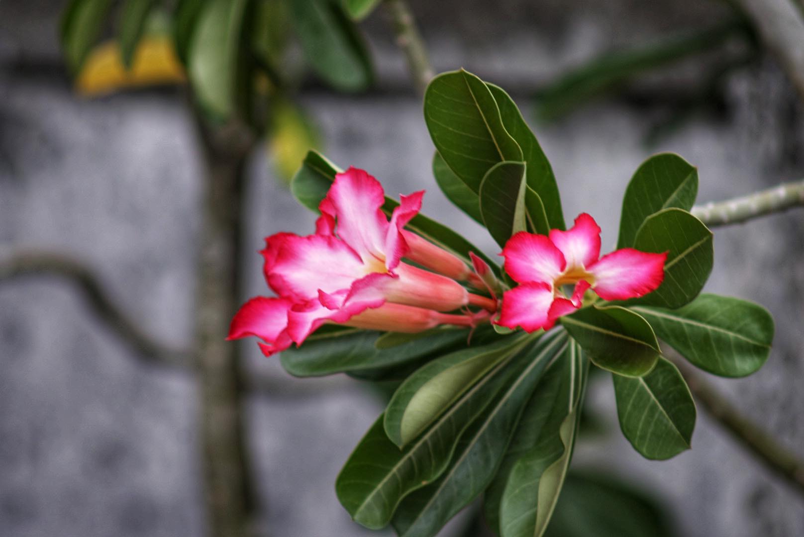 NIKON AF NIKKOR 75-300mm f/4.5-5.6 MACRO AIS MOUNT