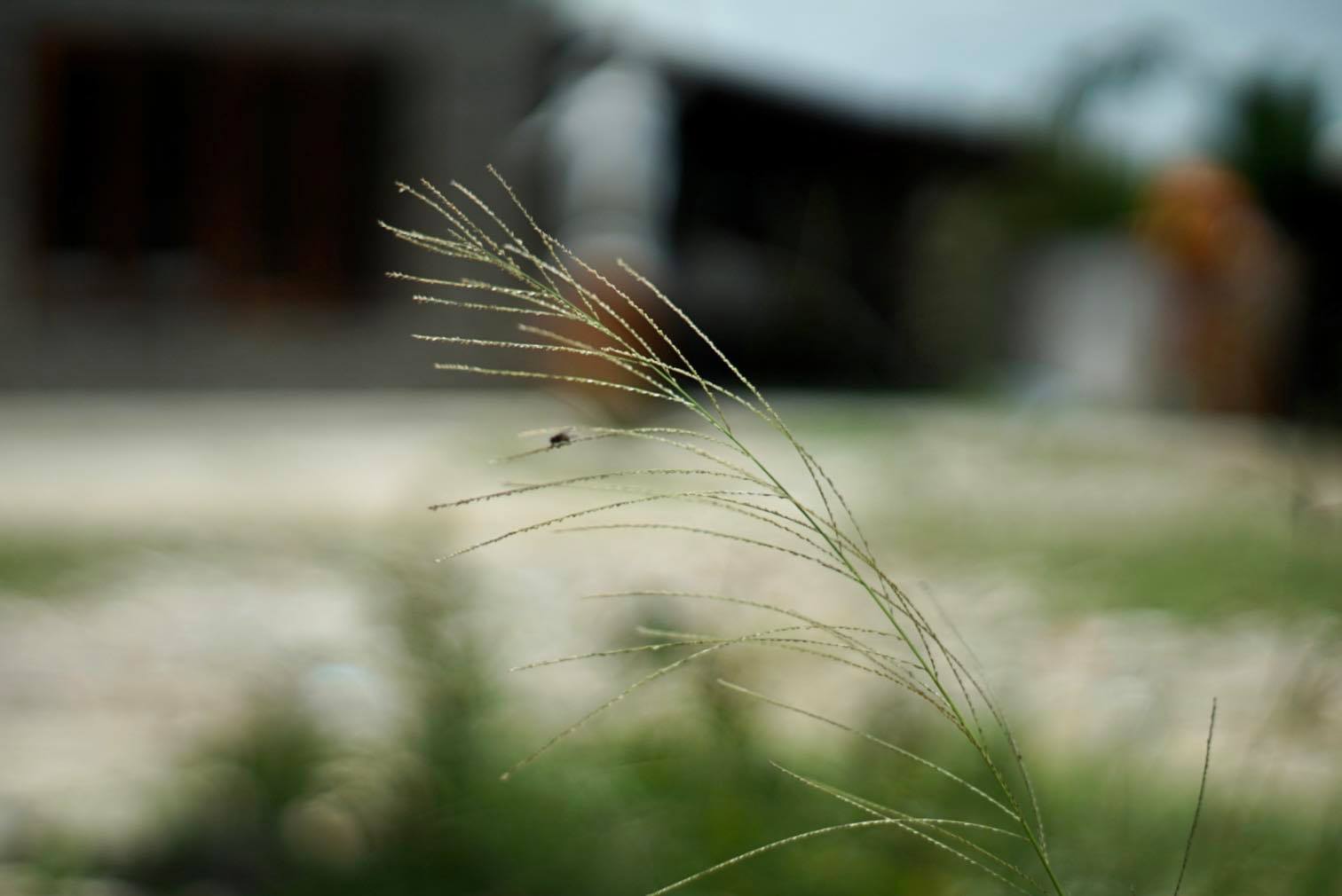 SUPER TAKUMAR 55MM.F1.8 M42 MOUNT