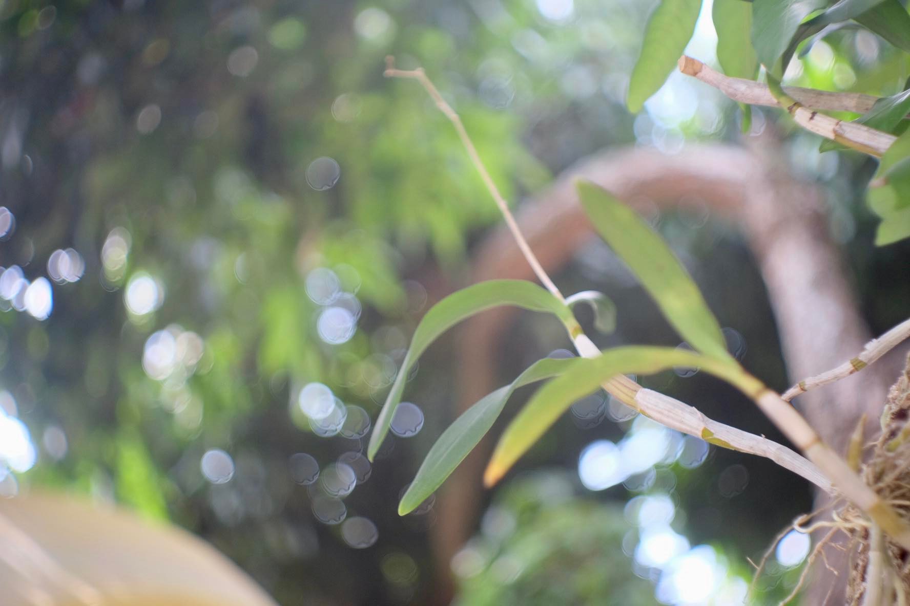 CANON LENS SE 45MM.F1.9 FOR FUJIFILM FX MOUNT