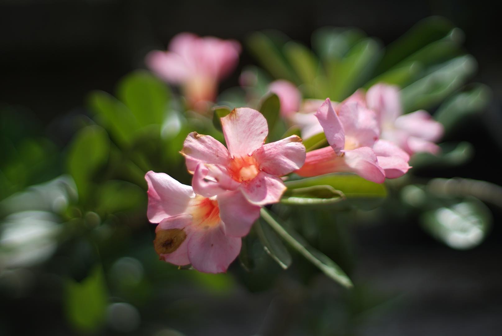 SMC PENTAX-M 50MM.F1.4 PK MOUNT