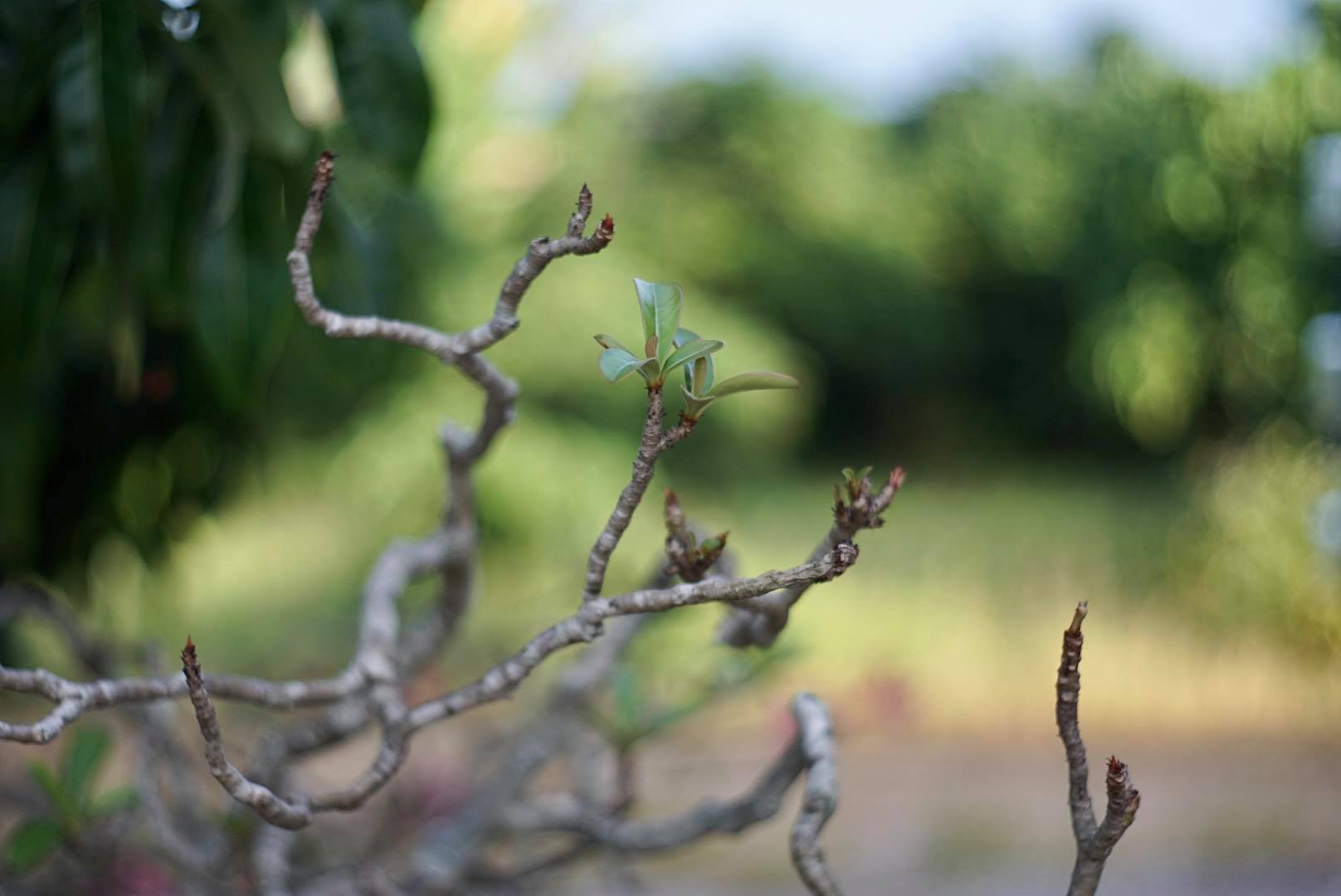 MINOLTA ROKKOR-PF 45MM.F1.8 MODIFIED SONY E MOUNT
