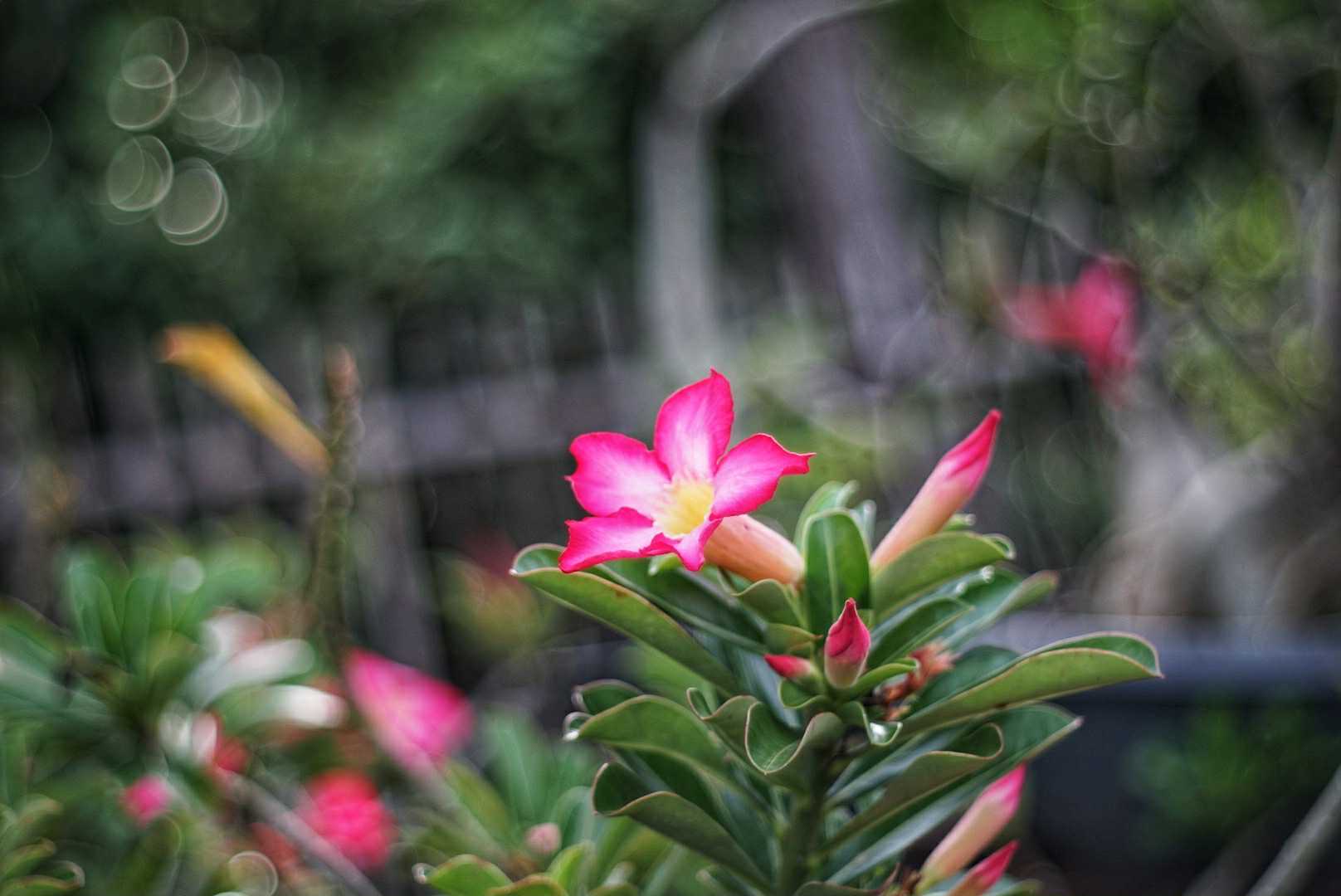 PENTACON AUTO 50MM.F1.8 MULTI COATING M42 MOUNT
