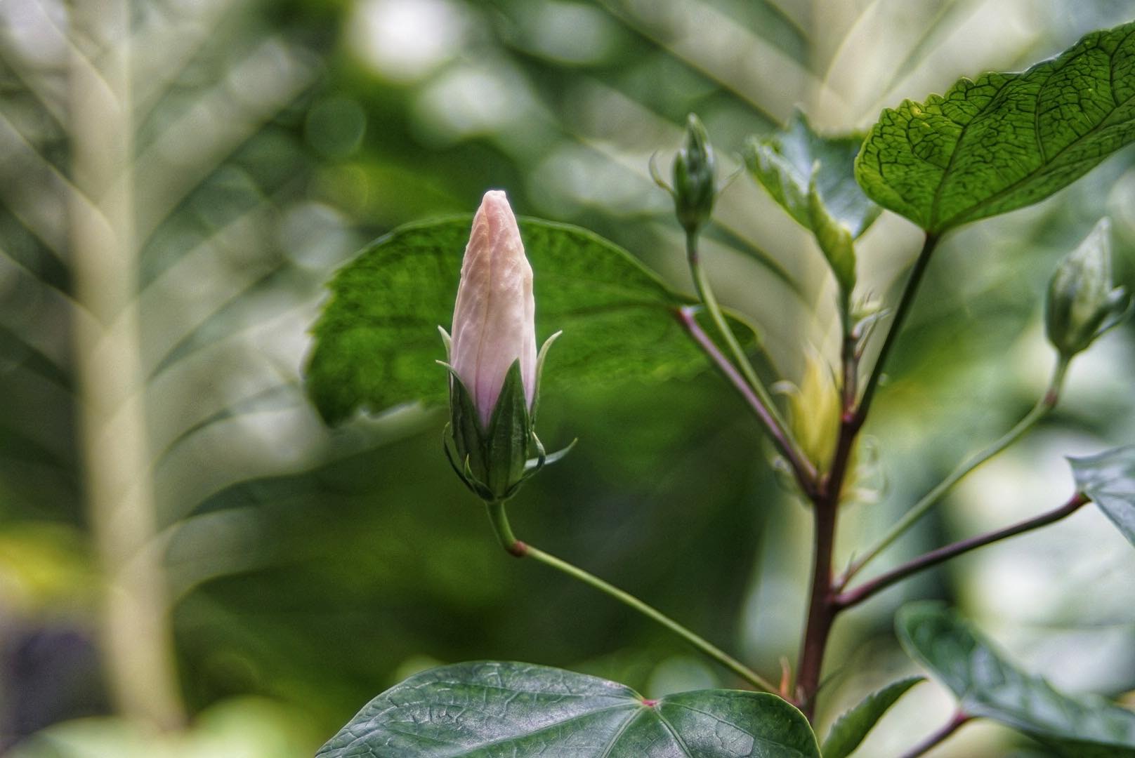 SMC PENTAX-M ZOOM 40-80MM.F2.8-4 MACRO