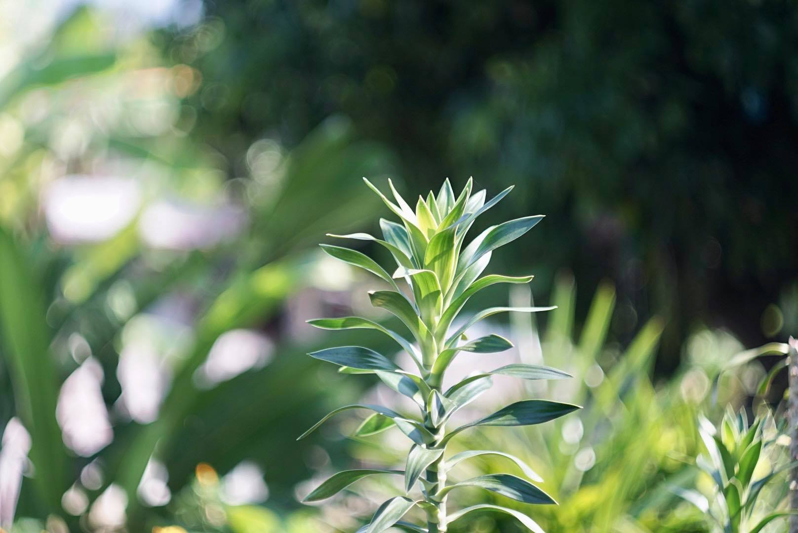 HELIOS-44-2 58MM.F2 M42 MOUNT