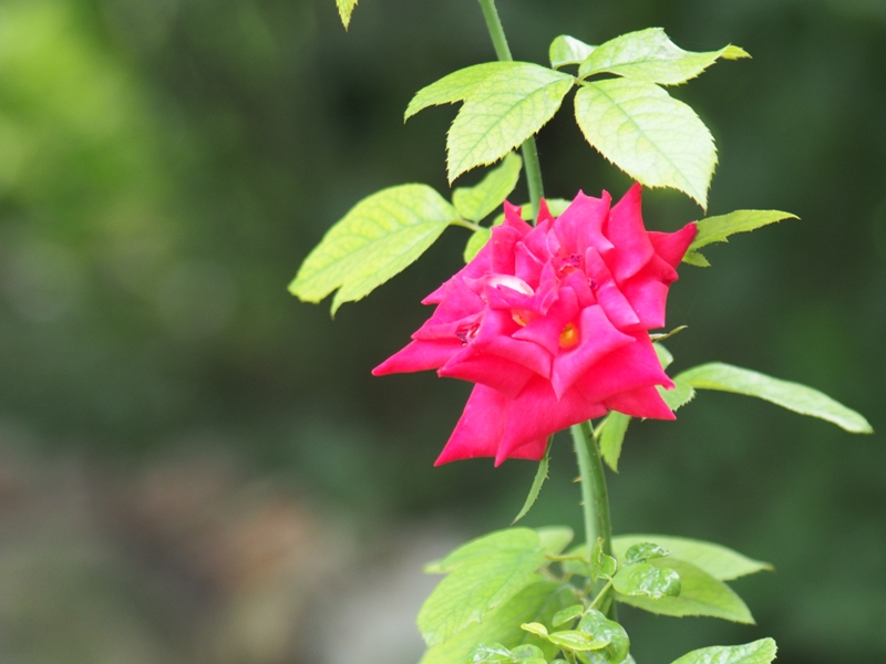 SIGMA 70-300MM.F4-5.6 DL MACRO CANON EF MOUNT