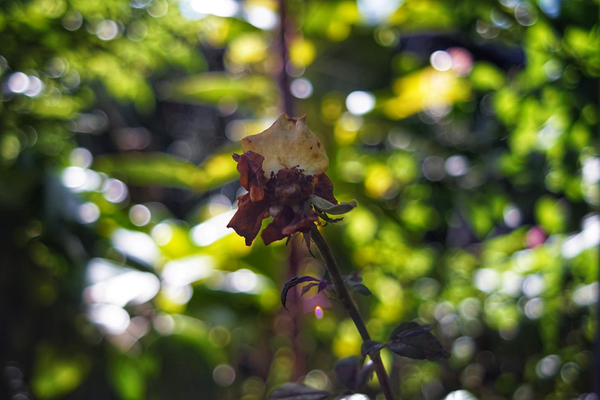 PENTACON PRAKTICAR 28MM.F2.8 MC PB MOUNT