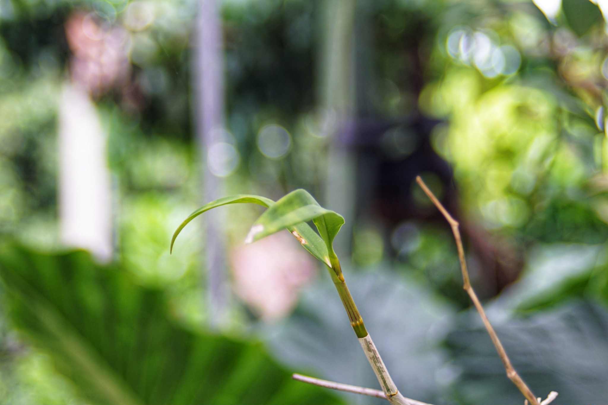 PENTAX TAKUMAR-F ZOOM 28-80MM.F3.5-4.5 MACRO