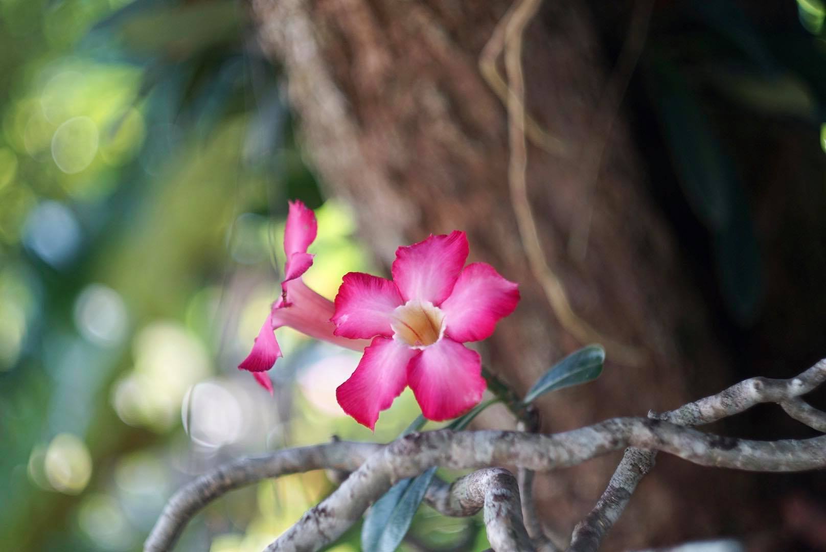 HELIOS-44-2 58MM.F2 M42 MOUNT