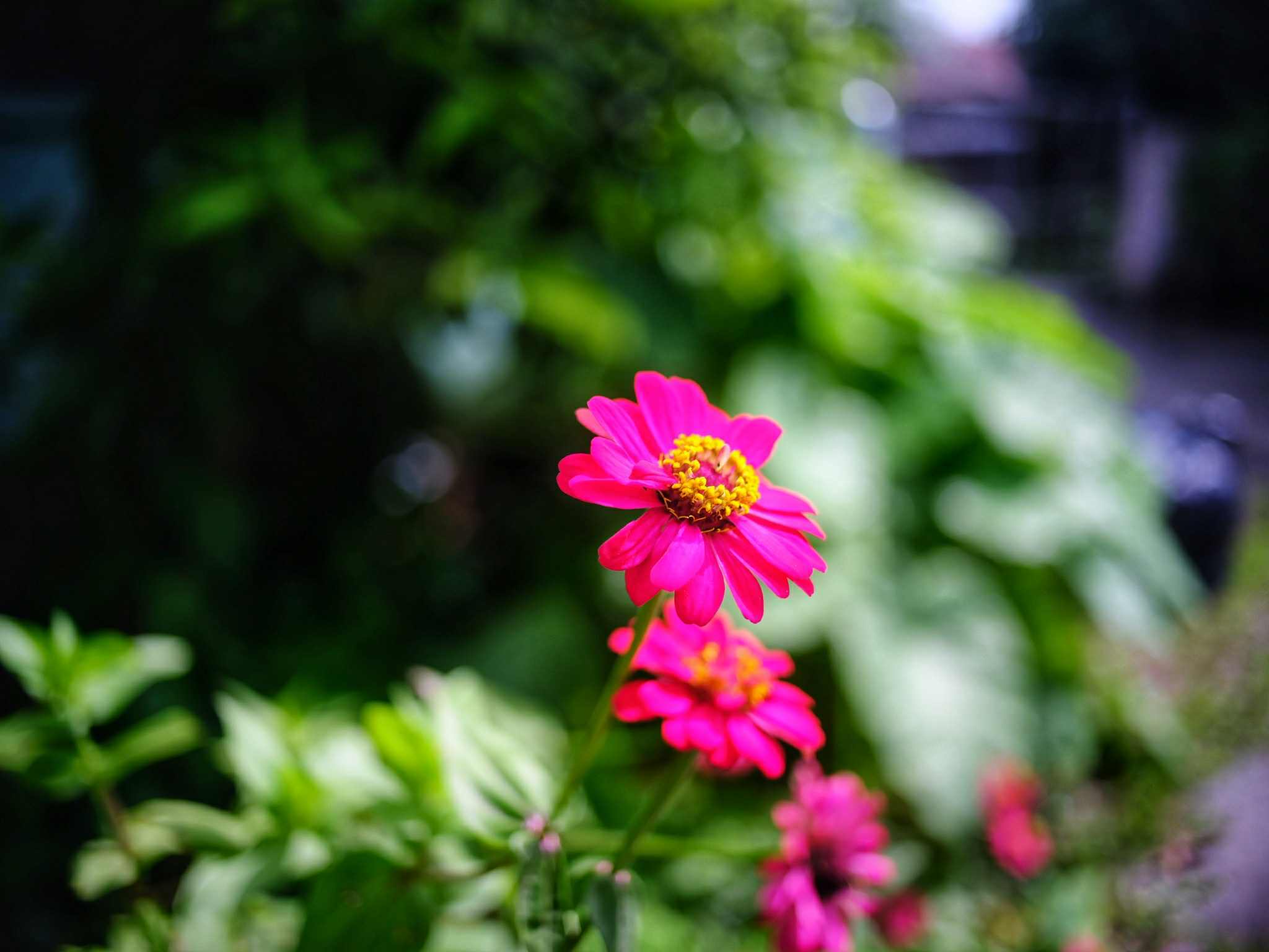 NIKON LENS SERIES E 35MM.F2.5 NIKON AIS MOUNT