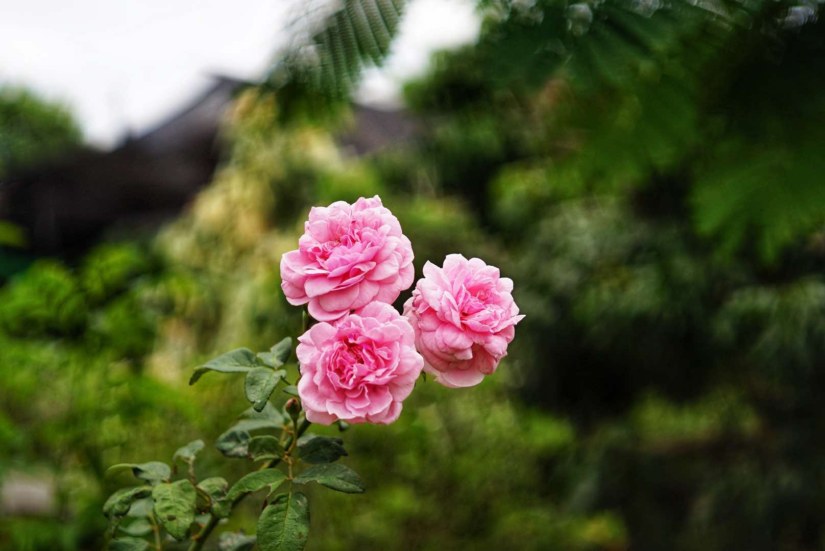 KONICA HEXANON 45MM.F1.8 MODIFIED M39 MOUNT