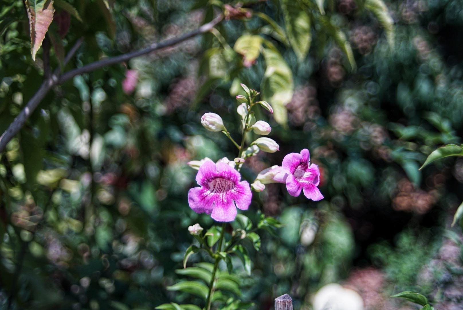 SMC PENTAX-M ZOOM 24-50MM.F4 PK MOUNT
