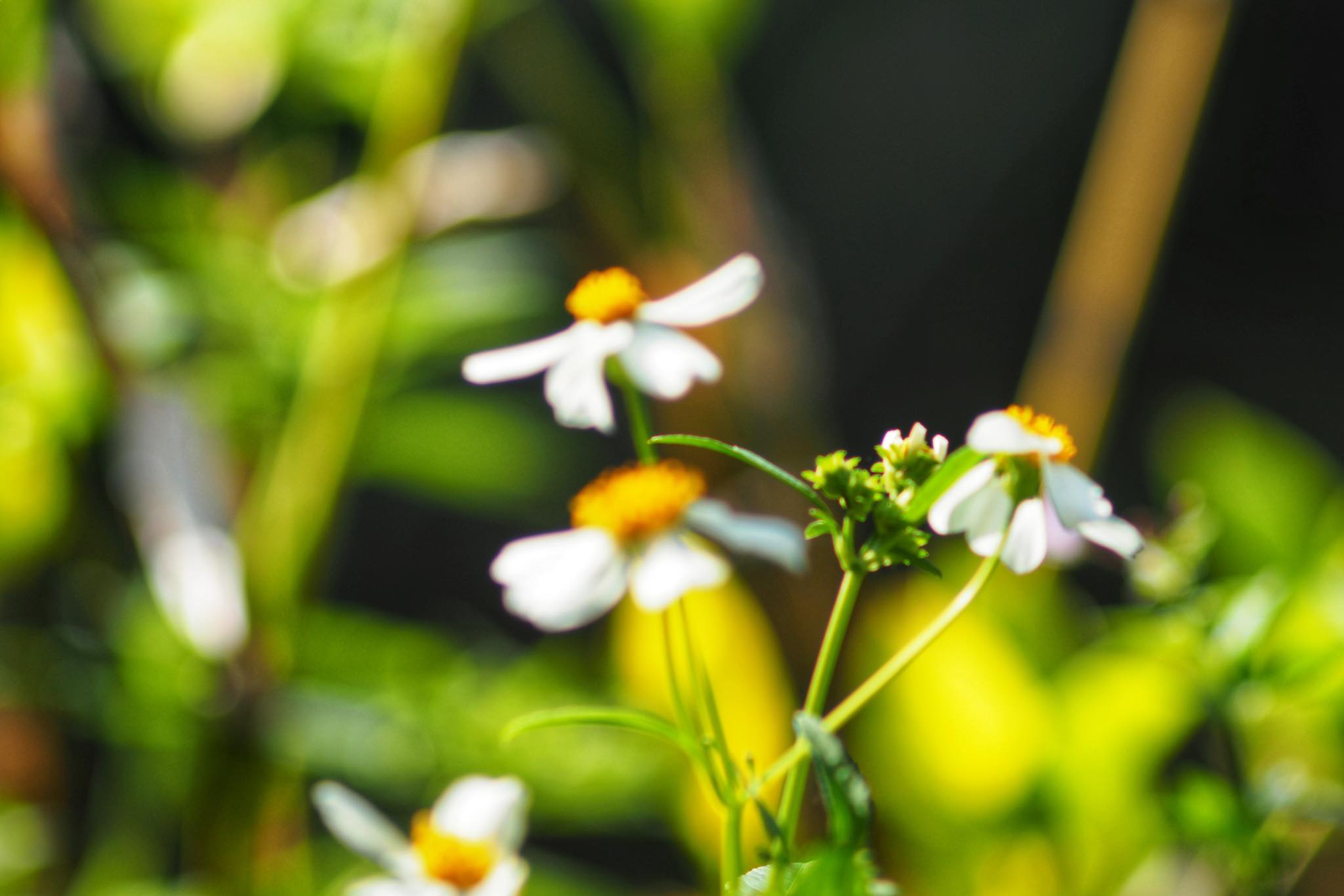 CANON LENS FD 135MM.F3.5 SC.