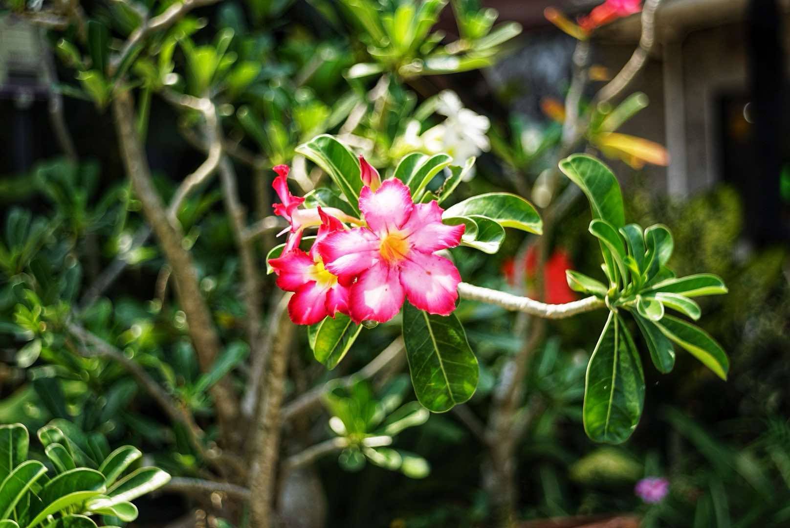 CHIYOKO ROKKOR 45MM.F3.5 MODIFILED M39 MOUNT