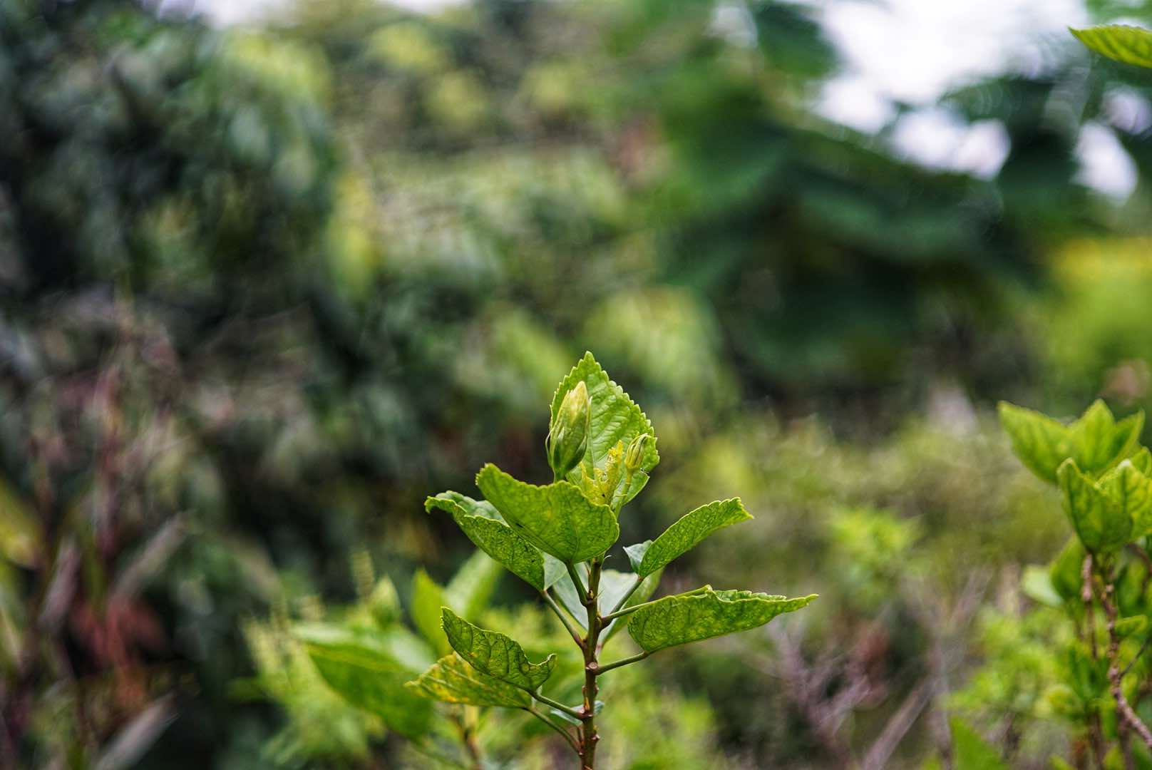 KONICA HEXANON 45MM.F1.8 MODIFIED M39 MOUNT