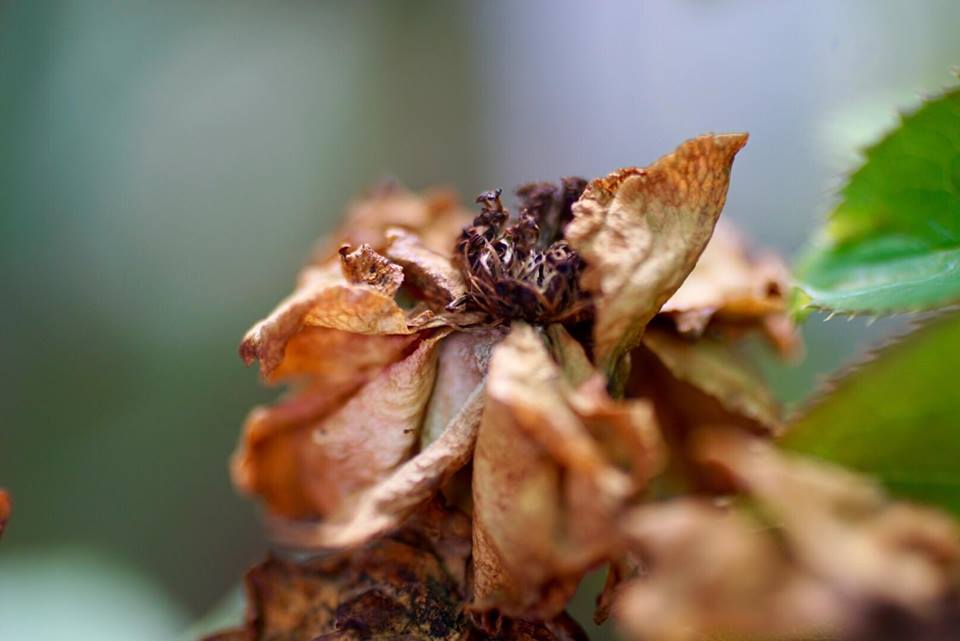 CANON COMPACT-MACRO LENS EF 50MM.F2.5