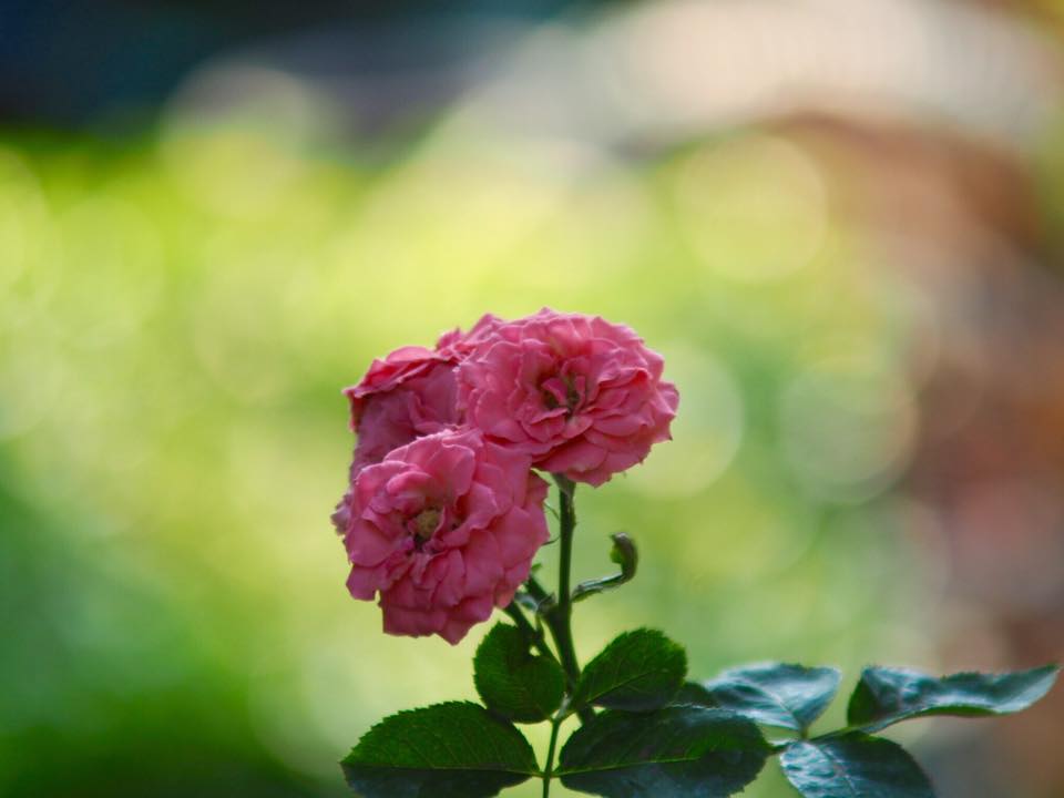 MINOLTA MC ZOOM ROKKOR 80-200 MM. F4.5 MD MOUNT