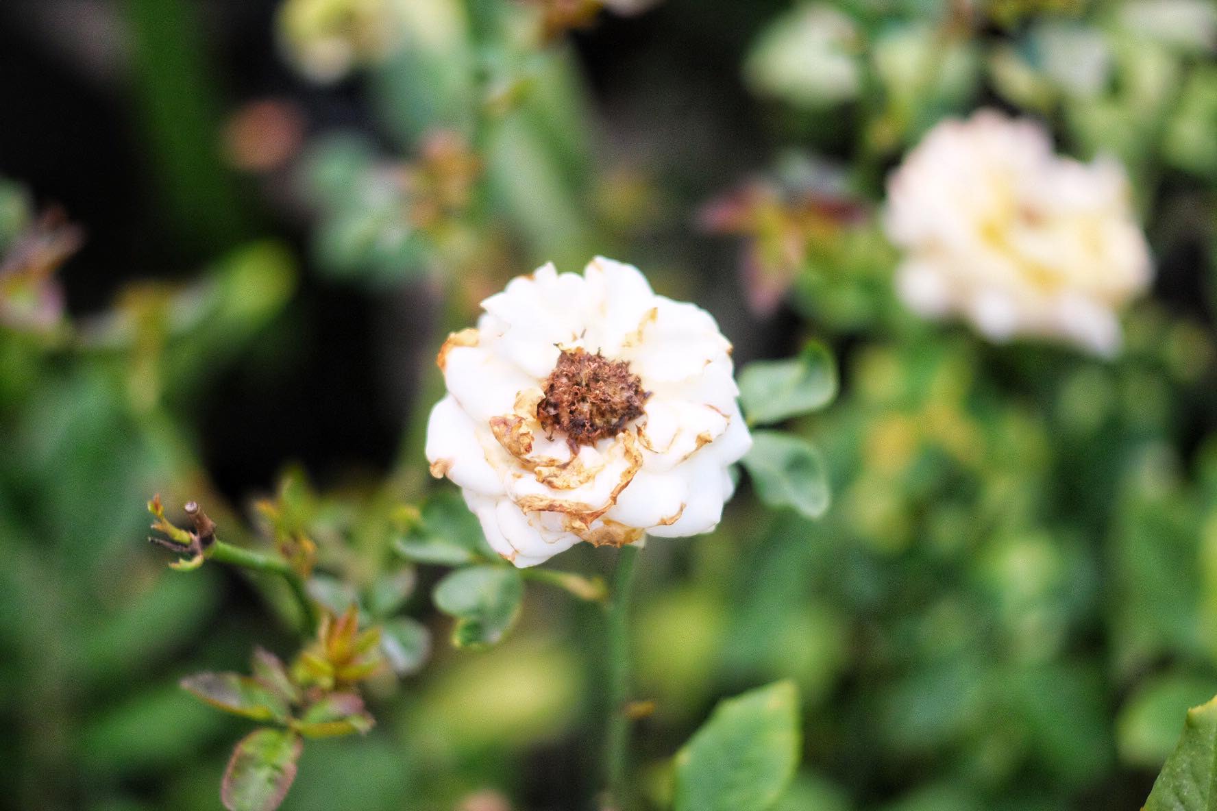 CANON SUPER-CANOMATIC LENS R 50MM.F1.8 FL MOUNT