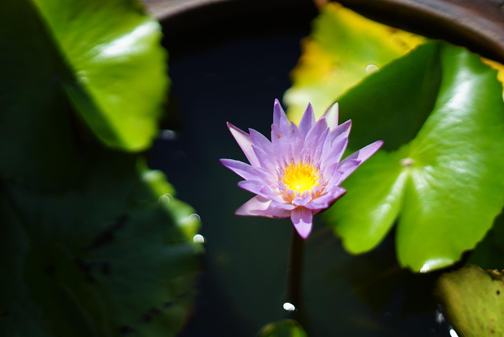 CANON LENS FL 50MM.F1.4 II