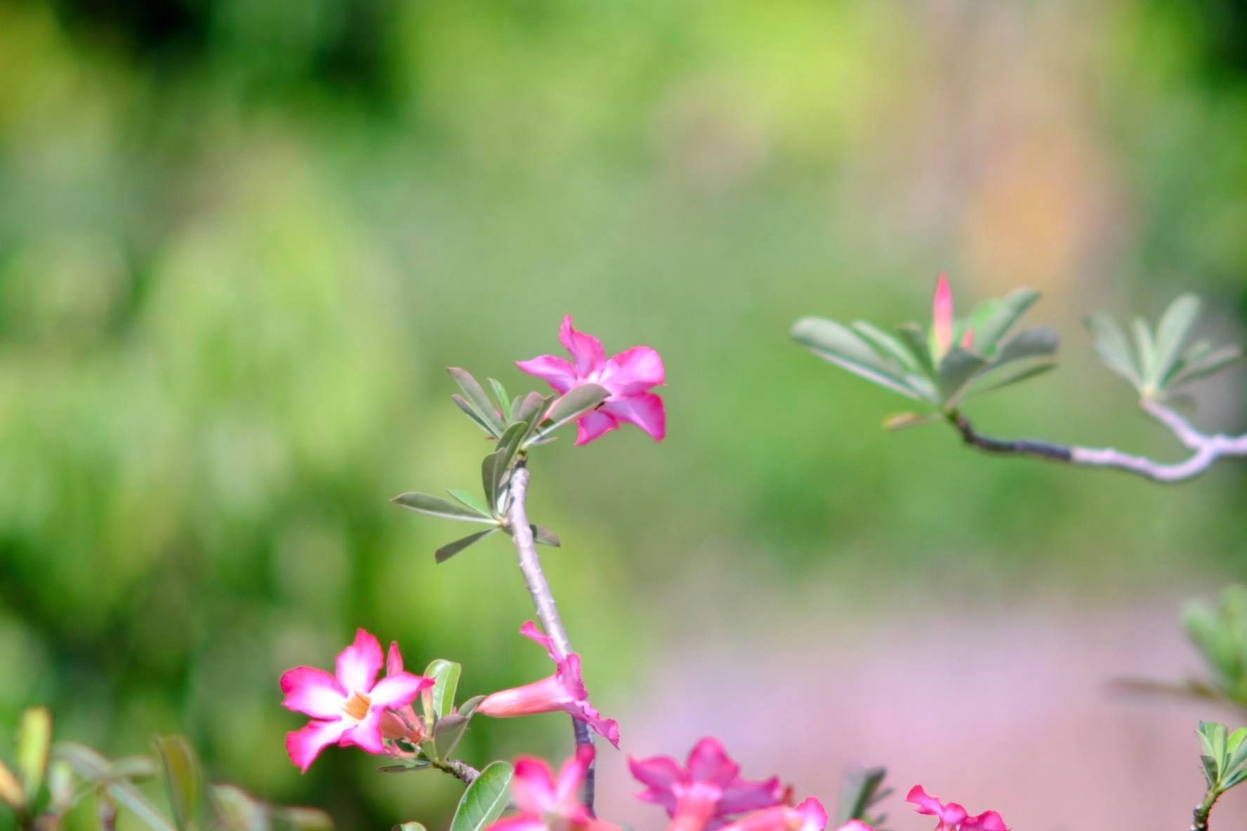 SUPER MULTI-COATED TAKUMAR 300MM.F4 M42 MOUNT