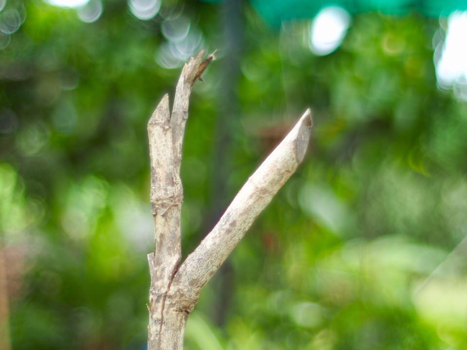 OLYMPUS OM-SYSTEM G-ZUIKO AUTO-S 50MM.F1.4 OM MOUNT