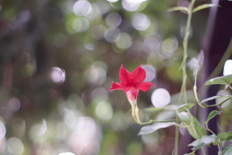 SUPER TAKUMAR 55MM. F1.8 M42 MOUNT