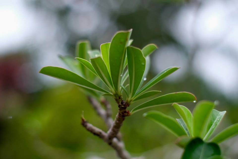 SMC PENTAX-M 50MM.F1.4 PK MOUNT