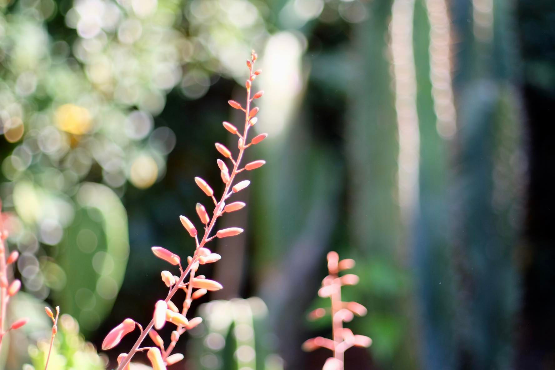CANON LENS FD 50MM. F1.8 FD MOUNT