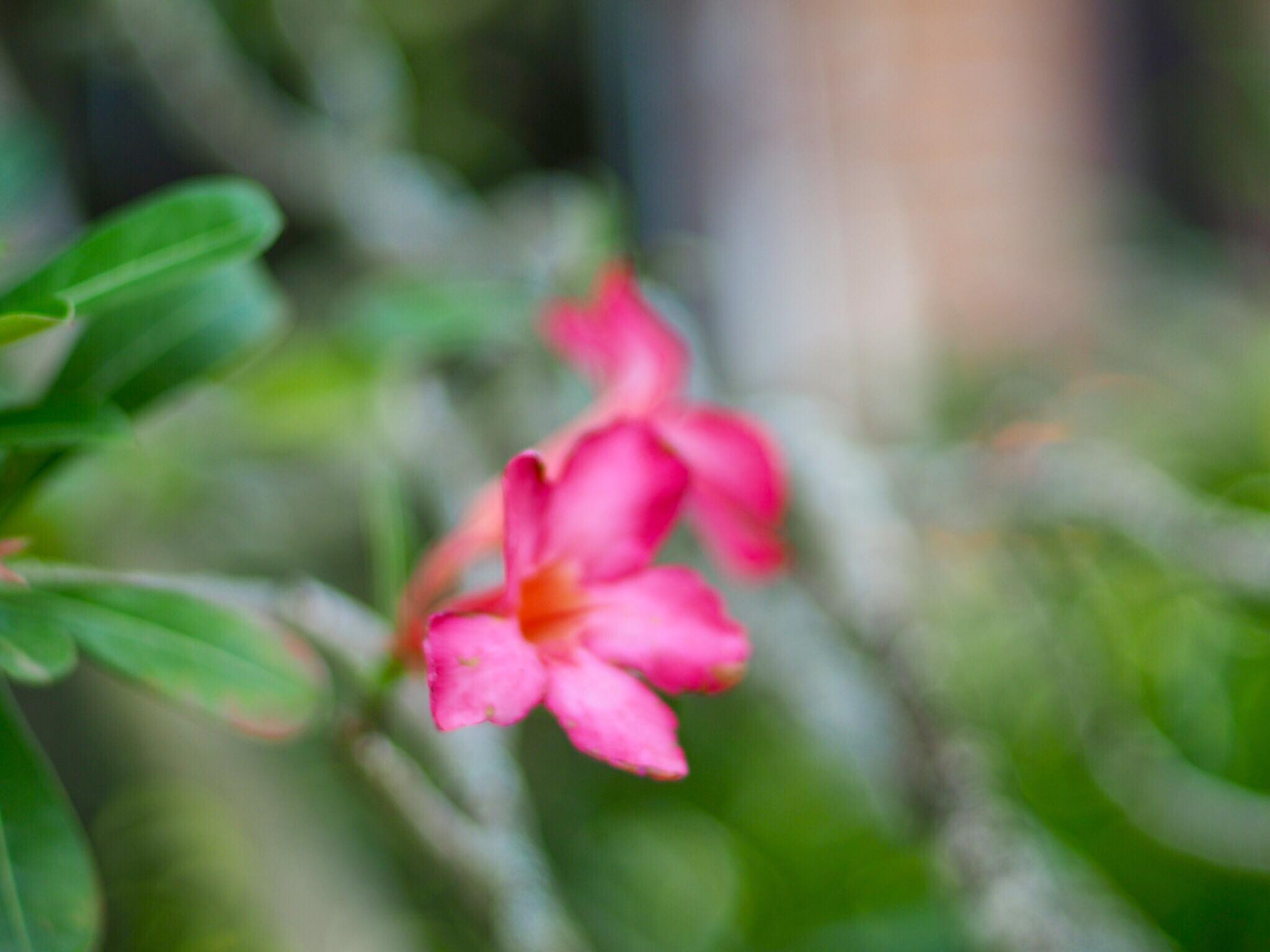 NIKKOR-S AUTO 50MM.F1.4 NON AI