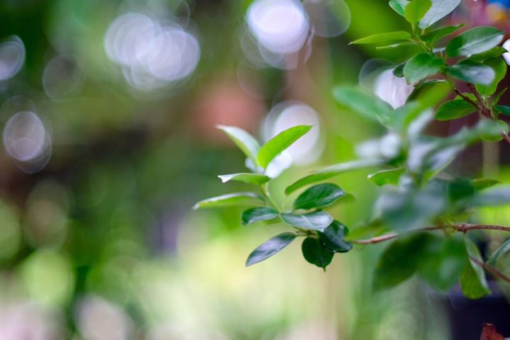 NIKON NIKKOR 50MM.F1.4 NON Ai MOUNT