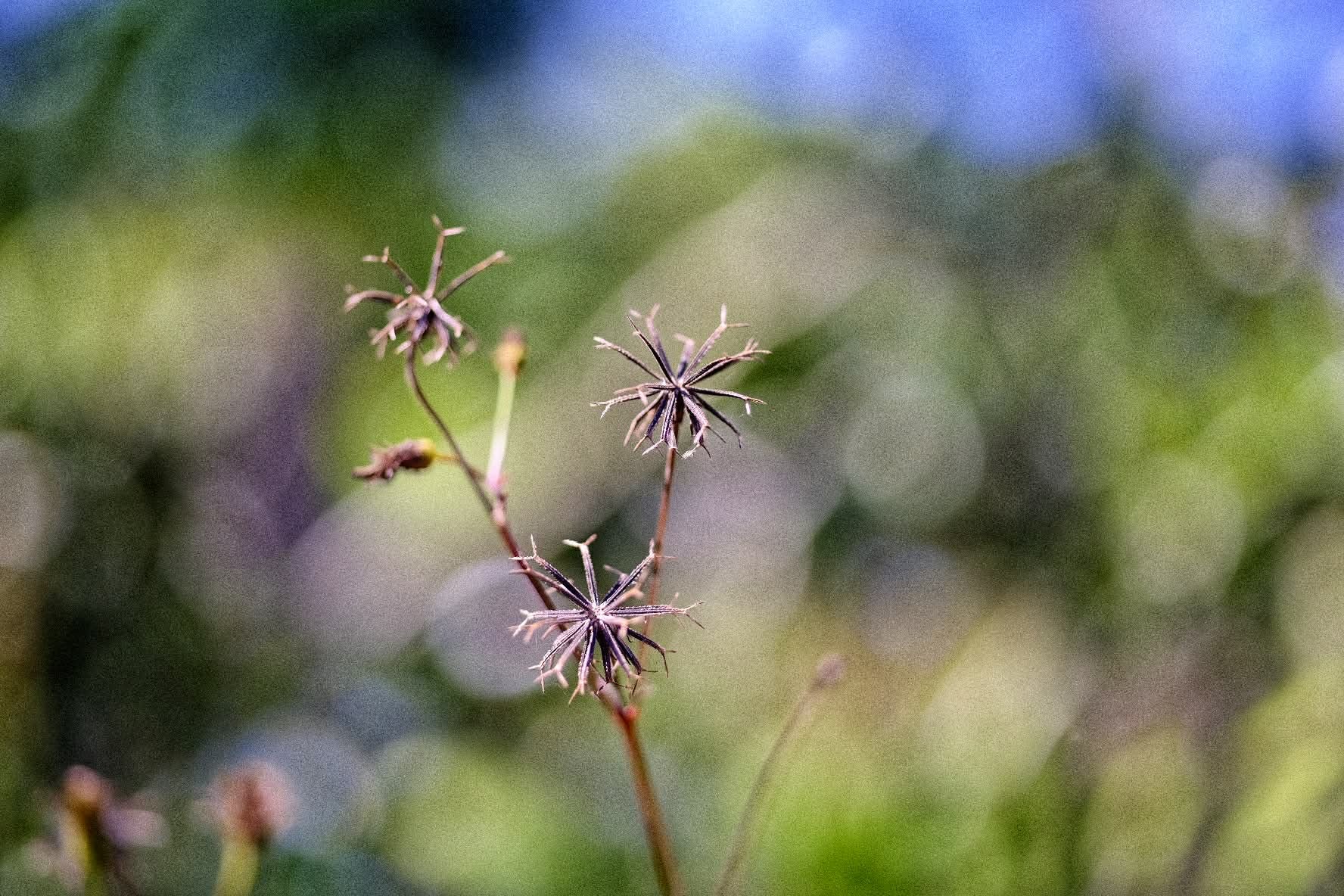 NIKON MICRO-NIKKOR 55MM.F2.8 AIS MOUNT