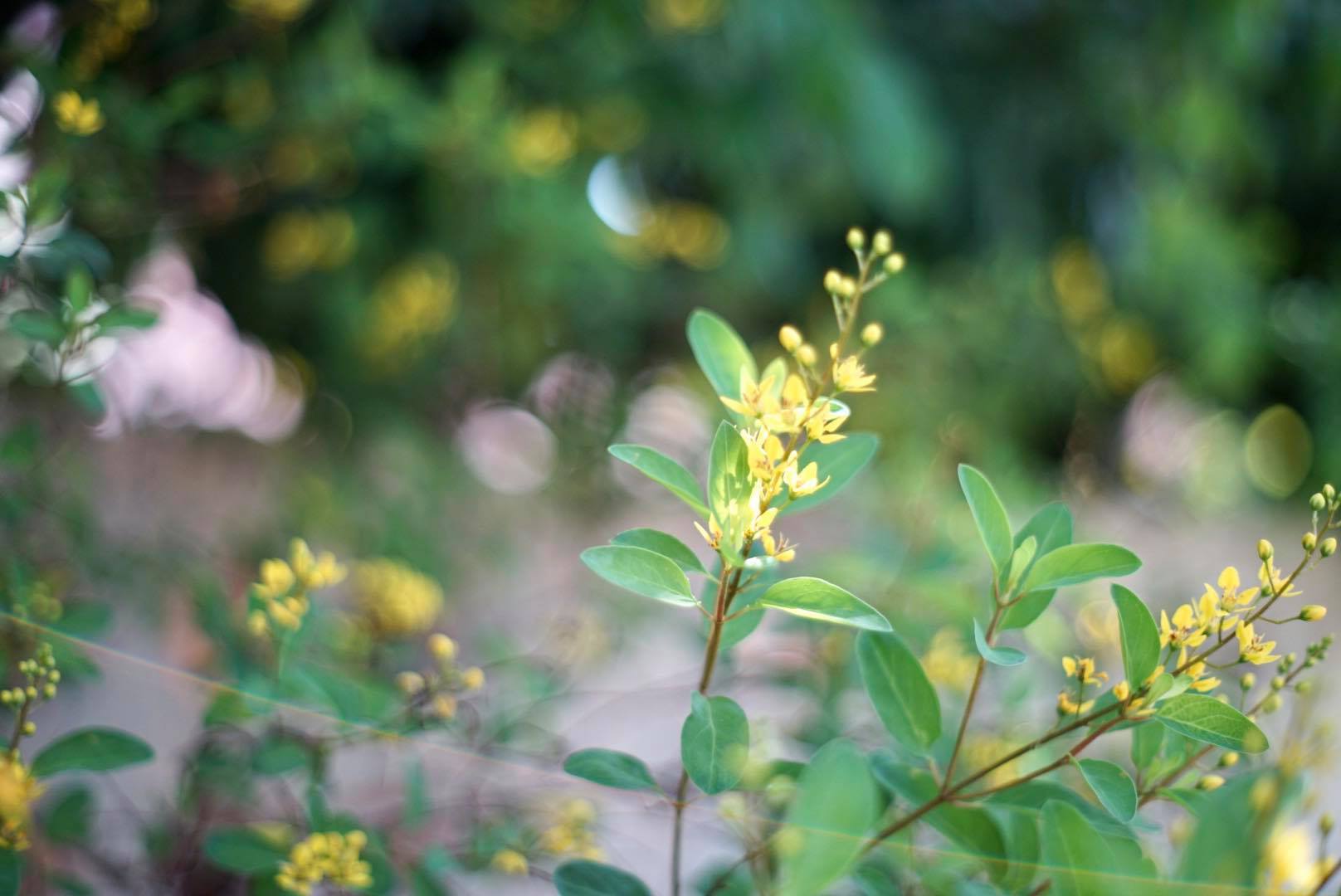 MINOLTA MD 50MM F1.7 MD MOUNT