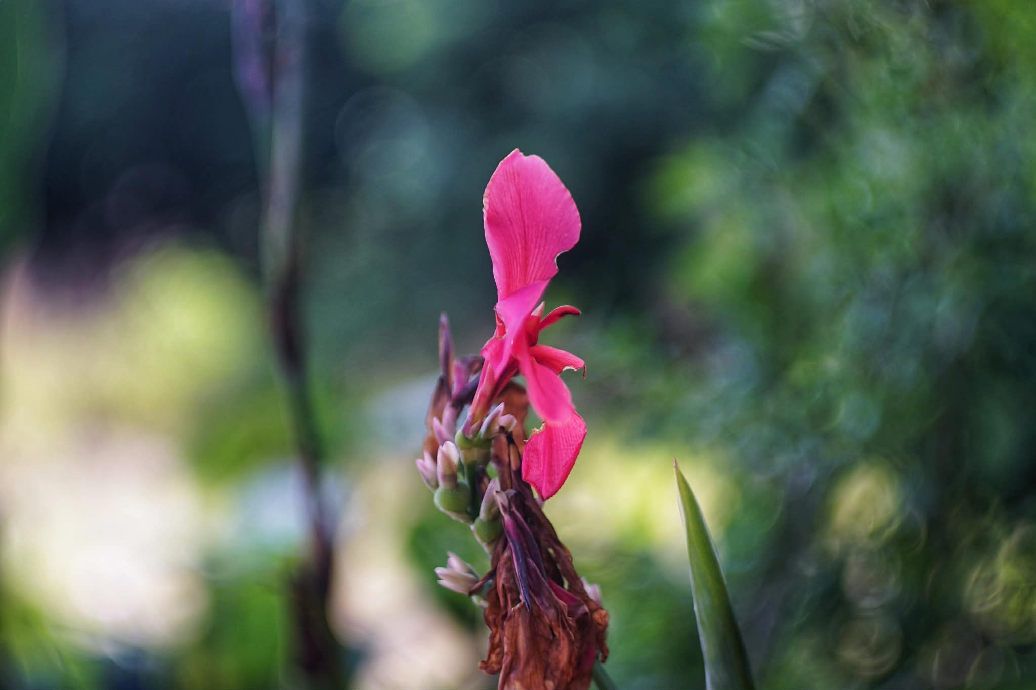 KOWA SUPER PROMINAR 63.5MM.F1.9 MODIFIED SONY E MOUNT