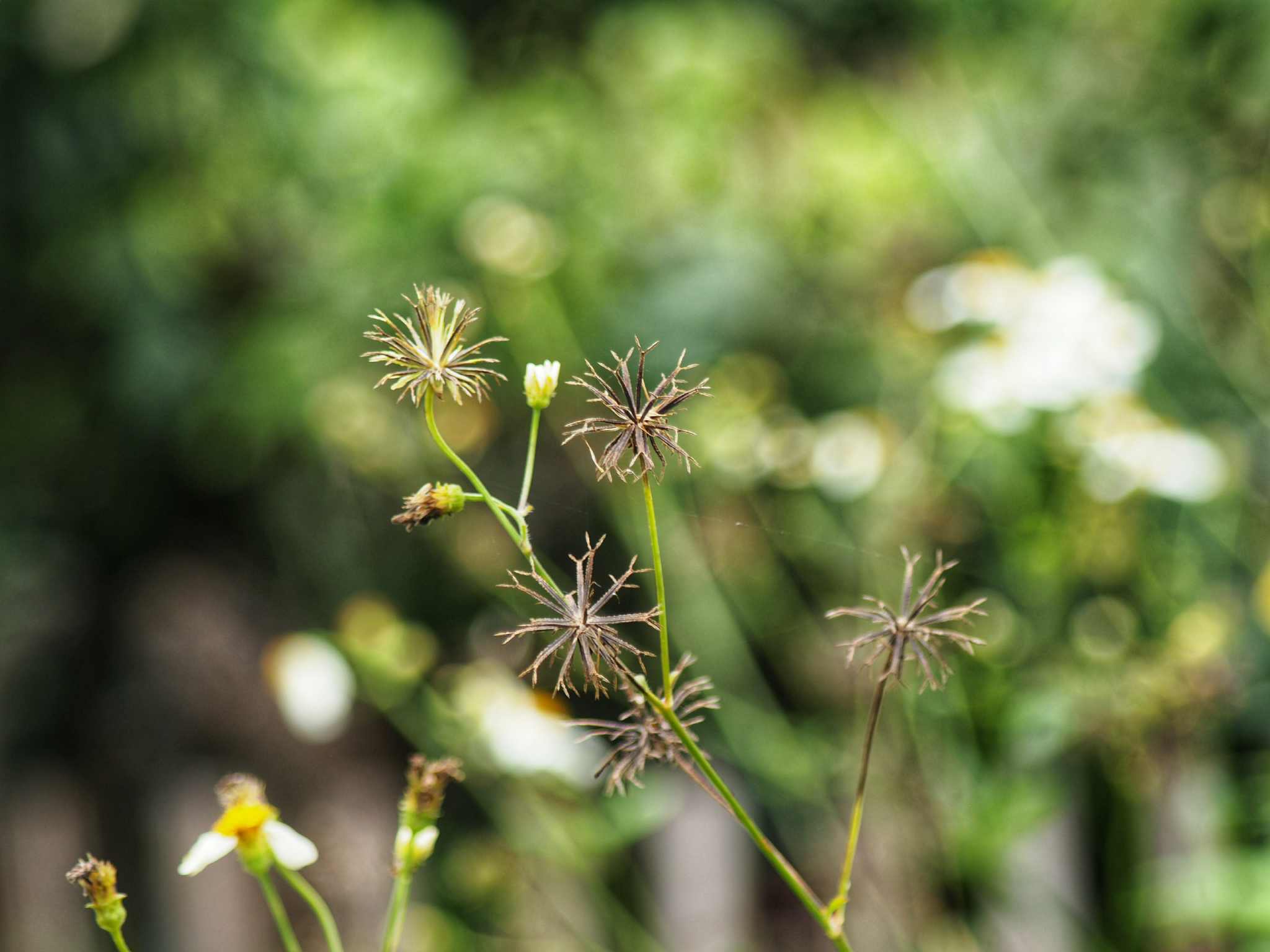 PENTAX SMC PENTAX-F ZOOM 35-105MM.F4-5.6 MACRO PK MOUNT