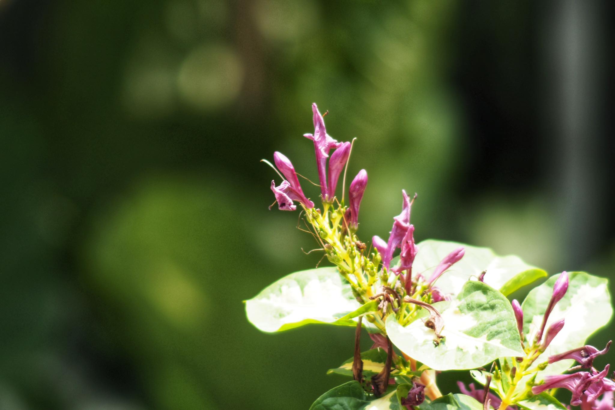 MINOLTA TELE ROKKOR-QE 200MM.F5 MD MOUNT