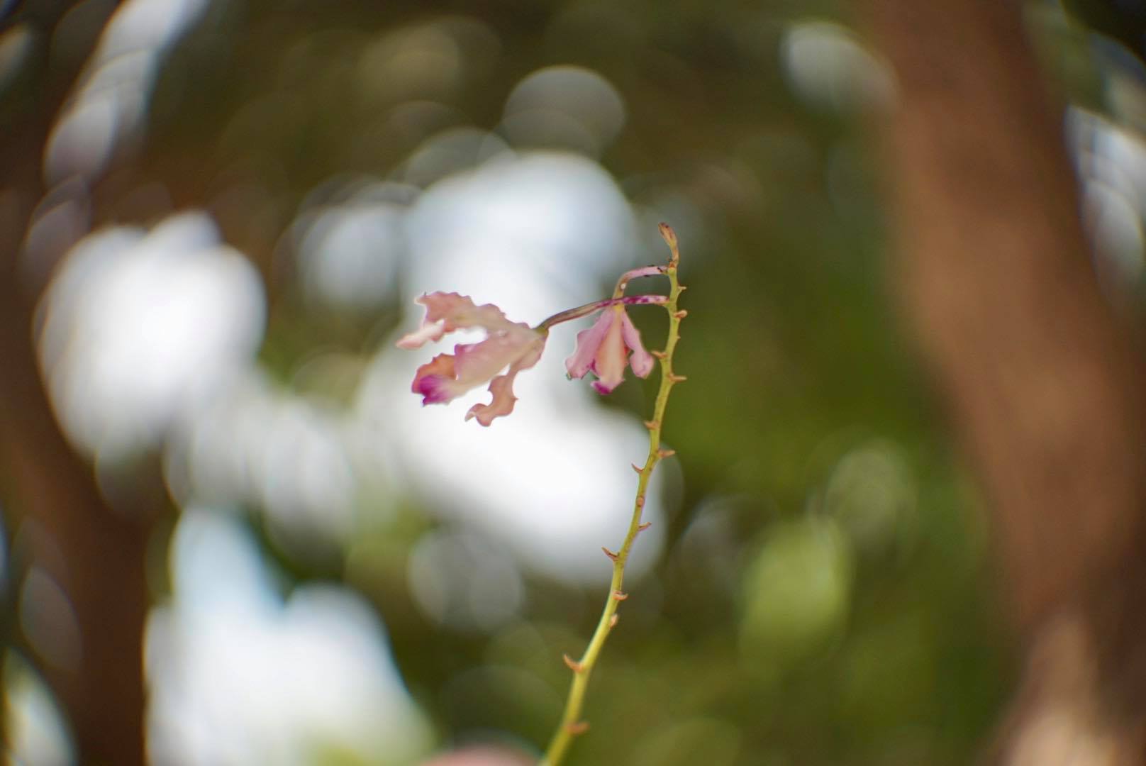 16KP-50MM.F1.2 MODIFY SONY E MOUNT