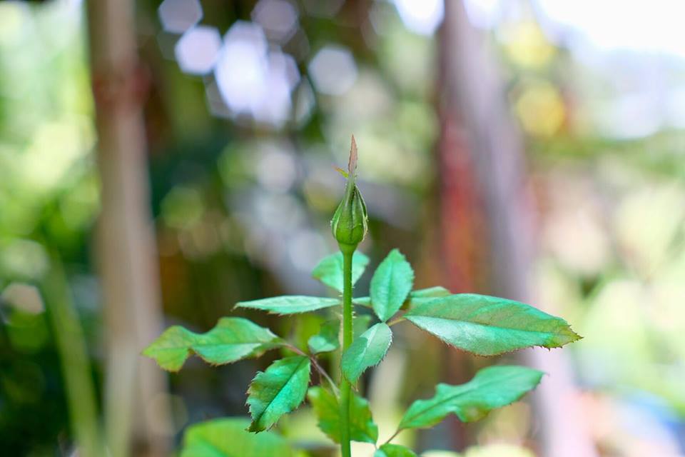 SMC PENTAX-M 50MM.F2 PK MOUNT