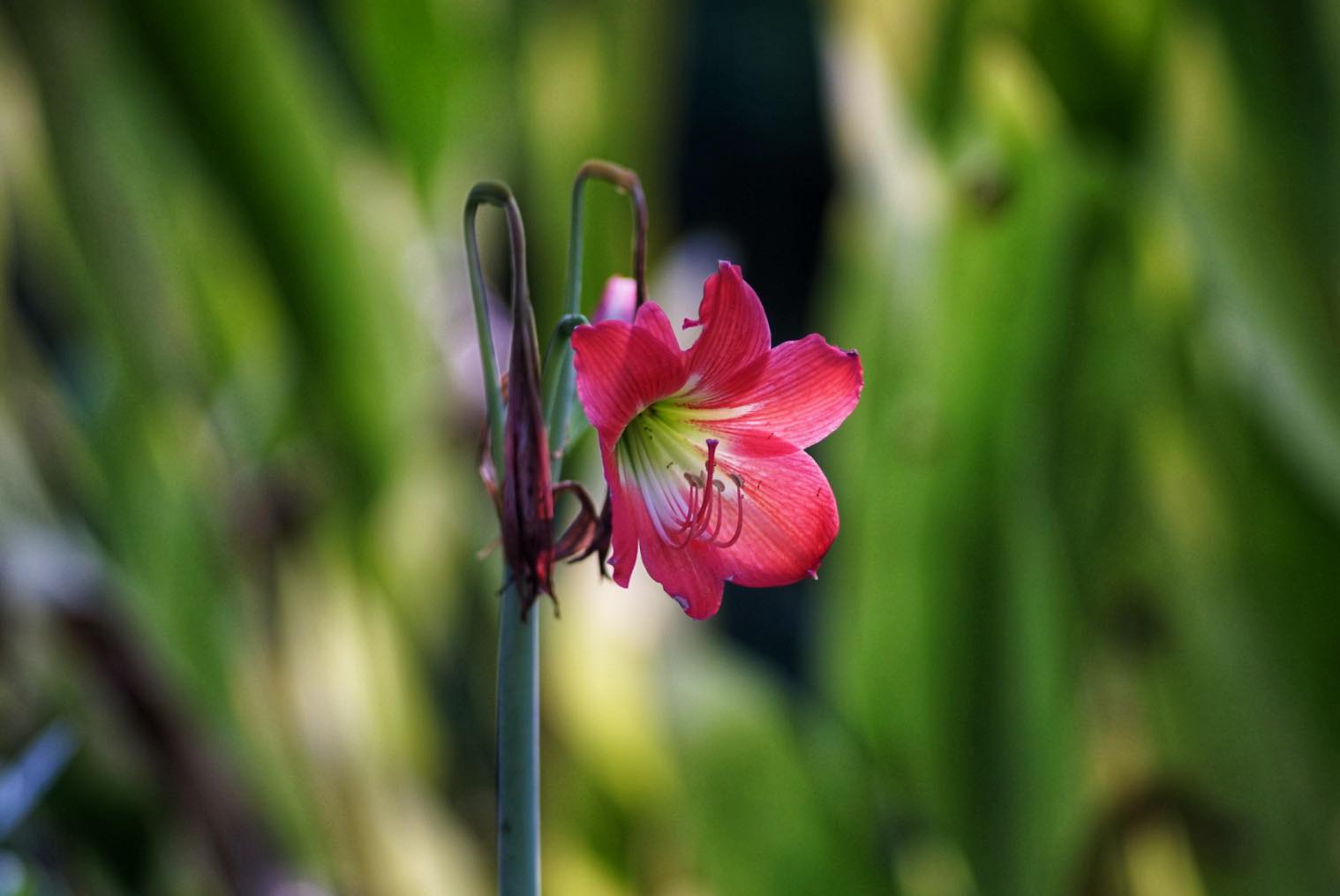 PENTACON 200MM.F4 EXAKTA MOUNT