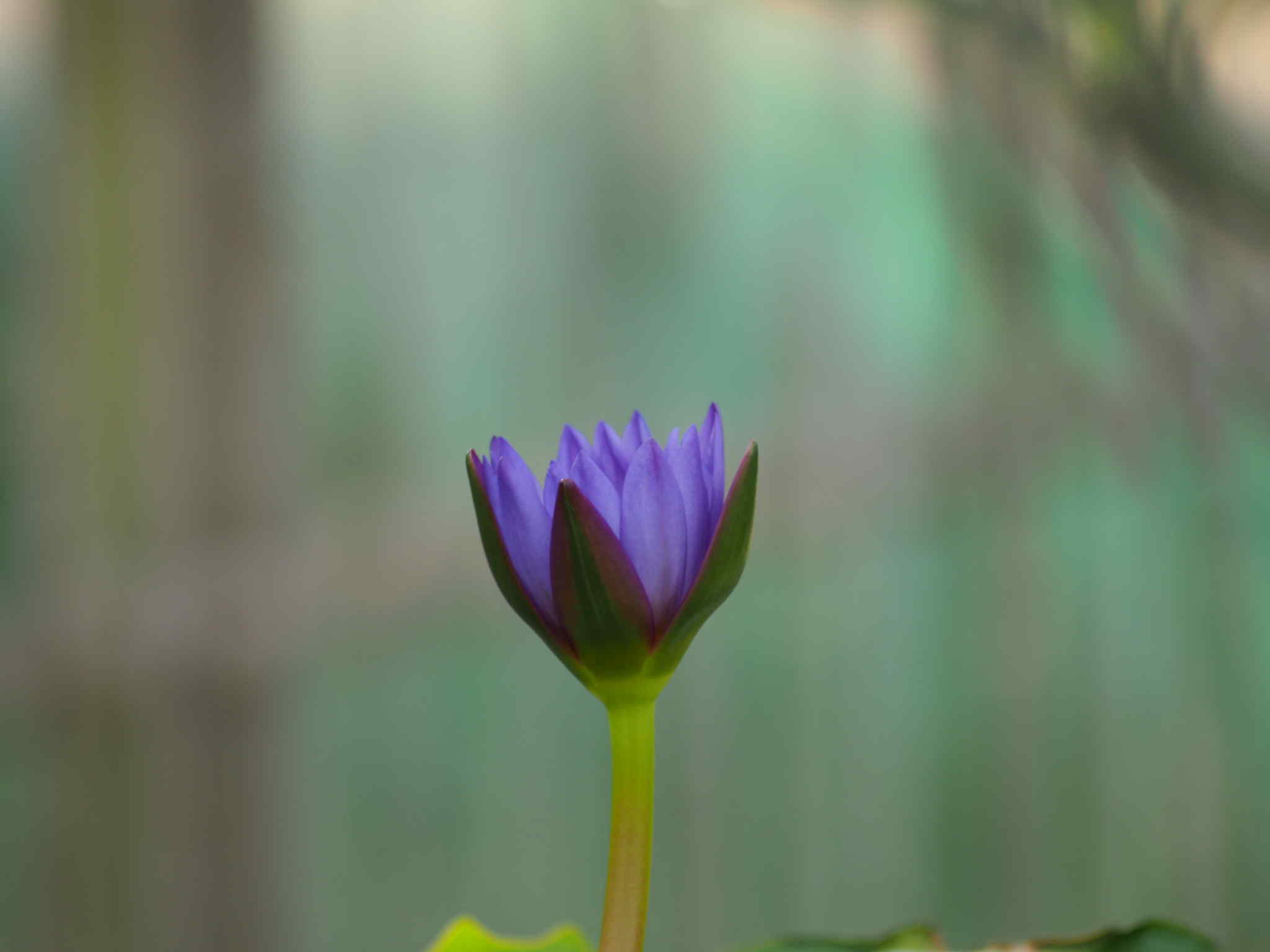 CANON ZOOM LENS FD 70-150MM.F4.5 FD MOUNT